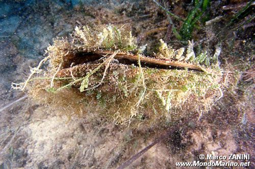 Pinna comune (Pinna nobilis)