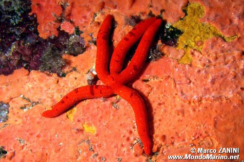 Stella serpente (Ophidiaster ophidianus)