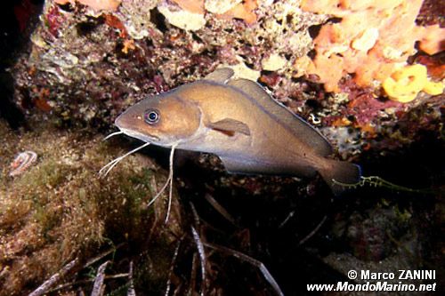 Musdea bianca (Phycis phycis)