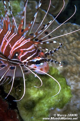 Pesce cobra ocellato (Pterois antennata)