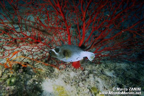 Pesce palla macchiato (Arothron nigropunctatus)