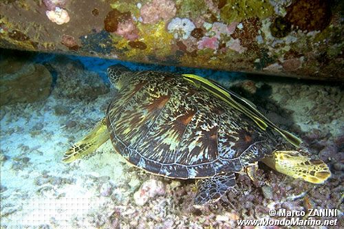 Tartaruga verde (Chelonia mydas)