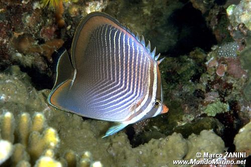 Pesce farfalla (Chaetodon baronessa)