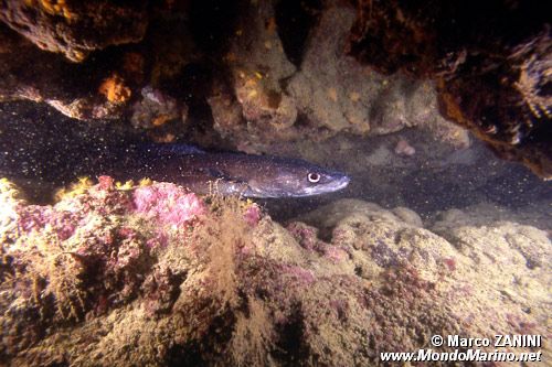 Grongo (Conger conger)