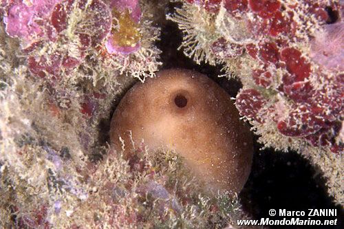 Spugna patata (Chondrosia reniformis)