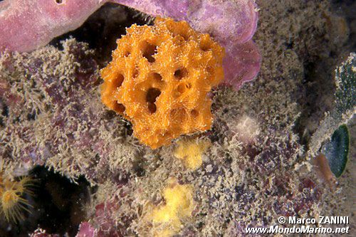 Acantella (Acanthella acuta)