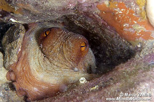 Polpo comune (Octopus vulgaris)