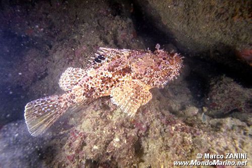 Scorfano rosso (Scorpaena scrofa)
