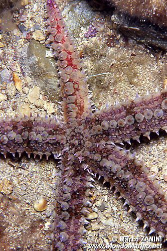 Martasteria (Marthasterias glacialis)