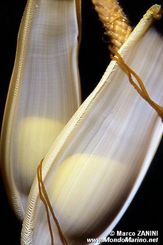 Gattuccio (Scyliorhinus sp.)