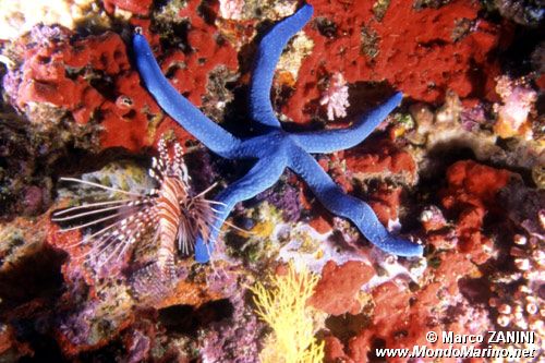 Stella Marina (Linckia laevigata)