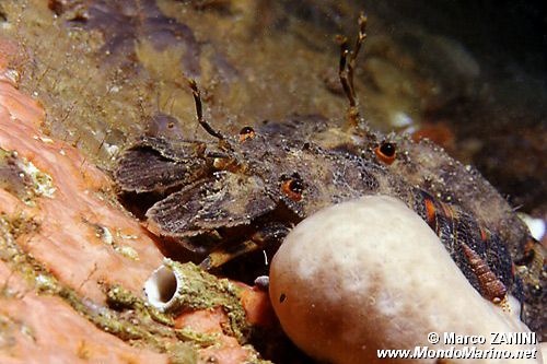 Cicaletta (Scyllarides arctus)