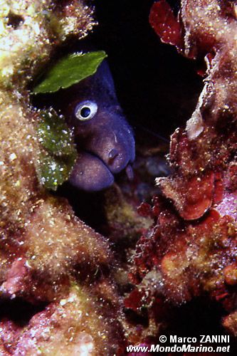 Murena (Muraena helena)