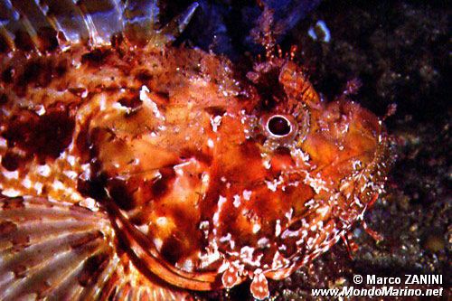 Scorfano rosso (Scorphaena scrofa)