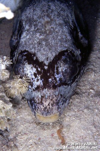 Pesce palla mascherato (Arothron diadematus)