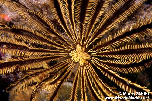 Crinoide Giallo (Comanthina schlegeli)