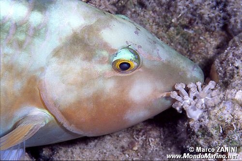 Pappagallo a muso lungo (Hipposcarus harid)