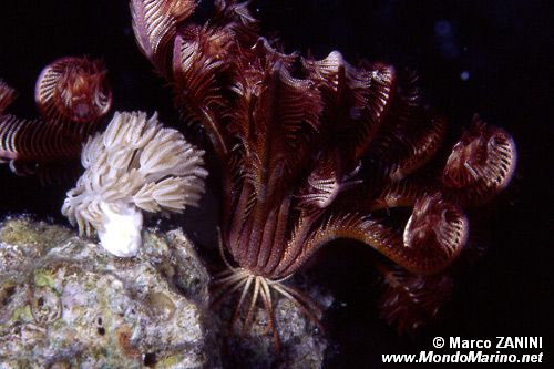 Crinoide e anemone (n.d. n.d.)