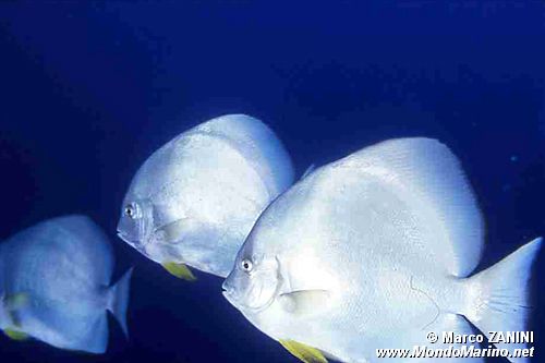 Pesce pipistrello (Platax orbicularis)