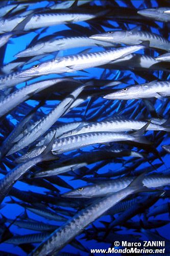 Barracuda pinna nera (Sphyraena qenie)