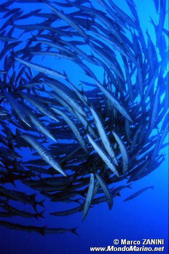 Barracuda pinna nera (Sphyraena qenie)