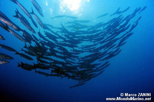 Barracuda pinna nera (Sphyraena qenie)