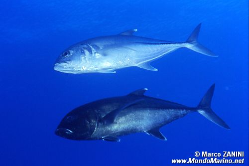 Carangide (Caranx sexfasciatus)