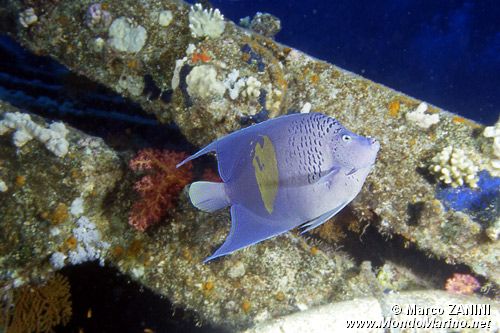 Pesce angelo maculato (Pomacanthus maculosus)
