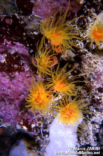 Parazoanto (Parazoanthus n.d.)