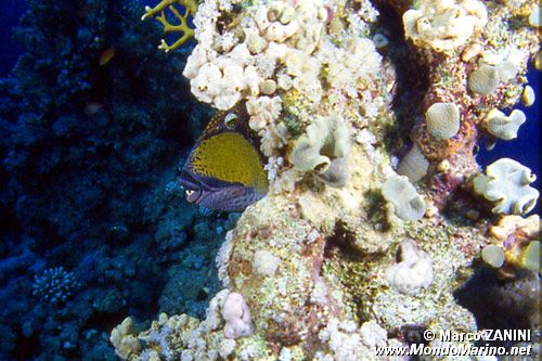 Pesce balestra (Balistoides viridescens)