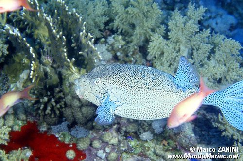 Pesce scatola nasuto (Ostracion nasus)