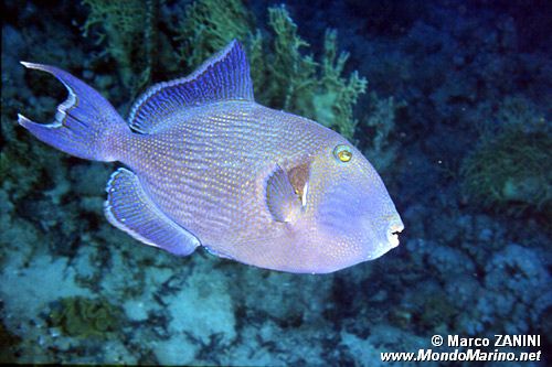 Pesce balestra (Pseudobalistes fuscus)