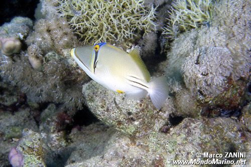 Pesce picasso (Rhinecanthus assasi)