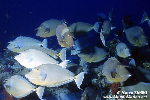 Pesce unicorno blu (Naso unicornis)