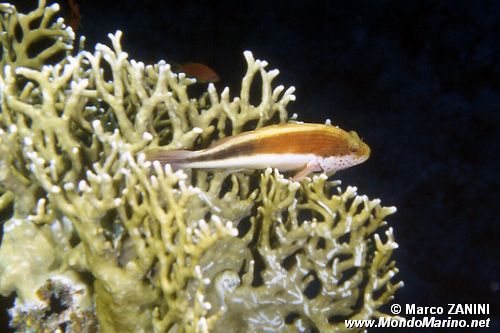 Pesce falco (Paracirrhites forsteri)