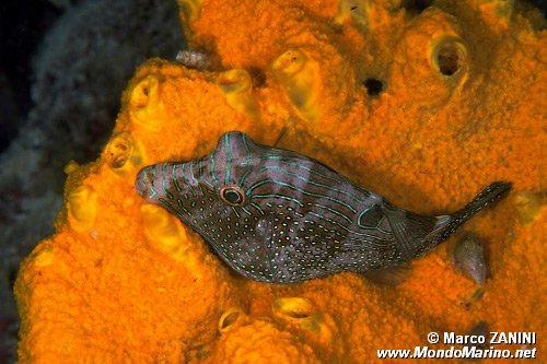 Pesce palla (Canthigaster papua)