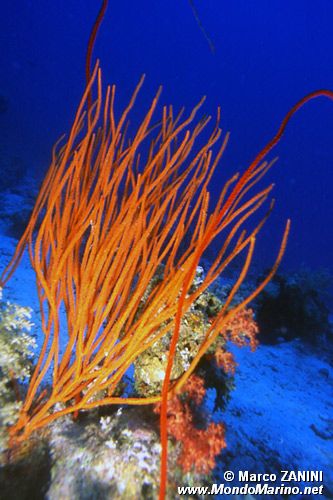 Corallo a frusta (n.d. n.d.)