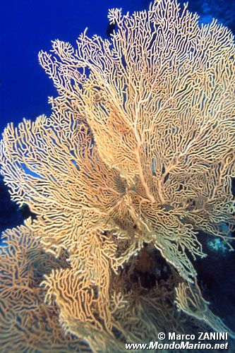 Gorgonia (N.d. n.d.)