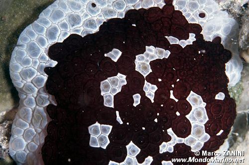 Pleurobranco gigante (Pleurobranchus grandis)