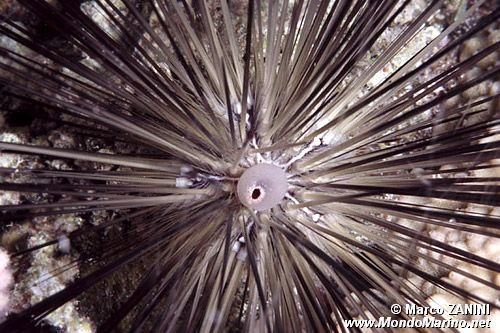 Riccio diadema (Diadema setosum)
