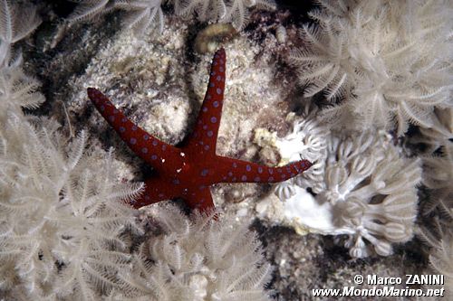 Stella marina di ghardaqa (Fromia ghardaqana)