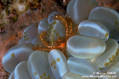 Waminoa (Waminoa sp.2)