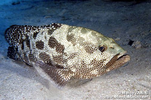 Cernia marmorizzata (Epinephelus polyphekadion)