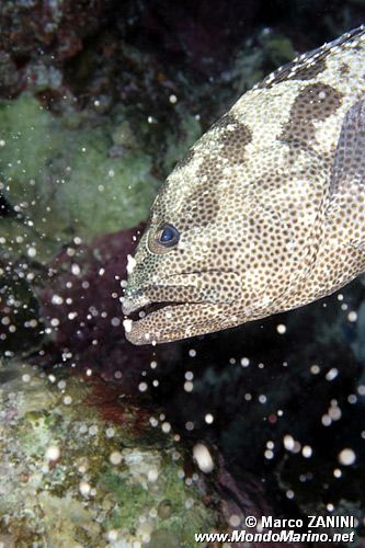 Cernia marmorizzata (Epinephelus polyphekadion)