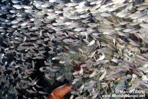 Pesce vetro (Parapriacanthus ransonneti)