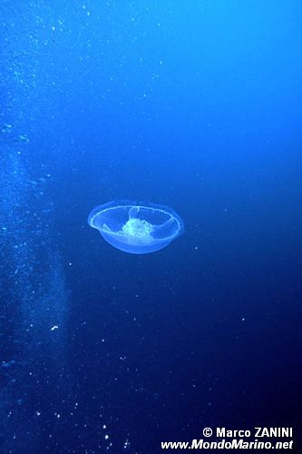 Medusa quadrifoglio (Aurelia aurita)