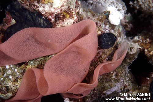 Ballerina spagnola (Hexabranchus sanguineus)