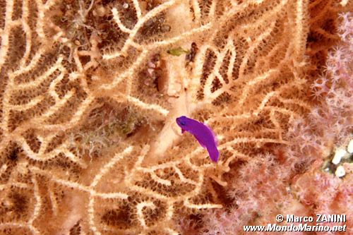 Pseudocromide (Pseudochromis fridmani)