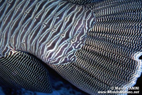 Pesce napoleone (Cheilinus undulatus)