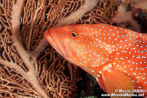 Cernia miniata (Cephalopholis miniata)